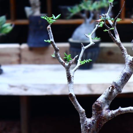 コミフォラ モンストローサ／Commiphora monstrosa   no.50208