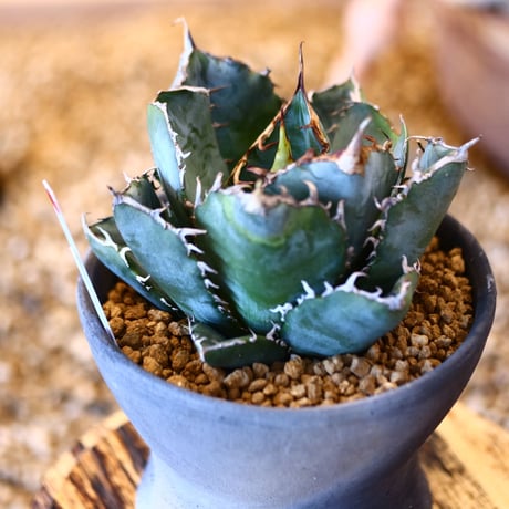 【9/9入荷未発根未活着ベアルート植込み】Agave titanota White Whale  no.91775