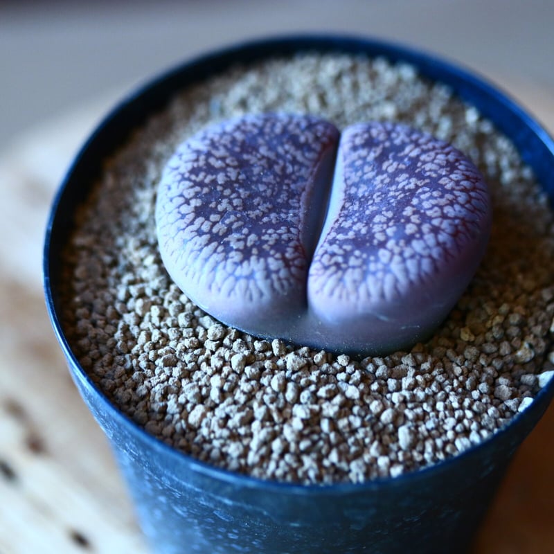 リトープス 白輪玉 no.111552 | 芽の巣山