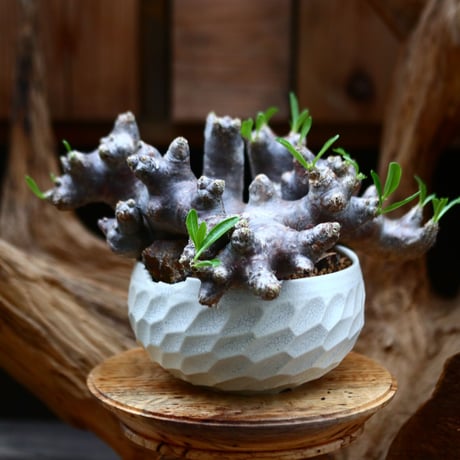 塊根植物　ブレビカレックス 塊根植物 ブレビカレックス