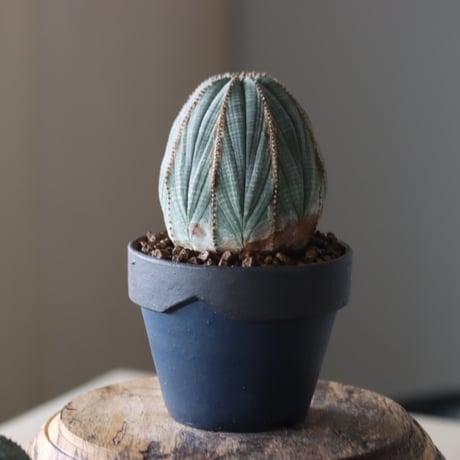 Euphorbia obesa × YAMABACHI var. Atsushi Funakushi  no.905-24