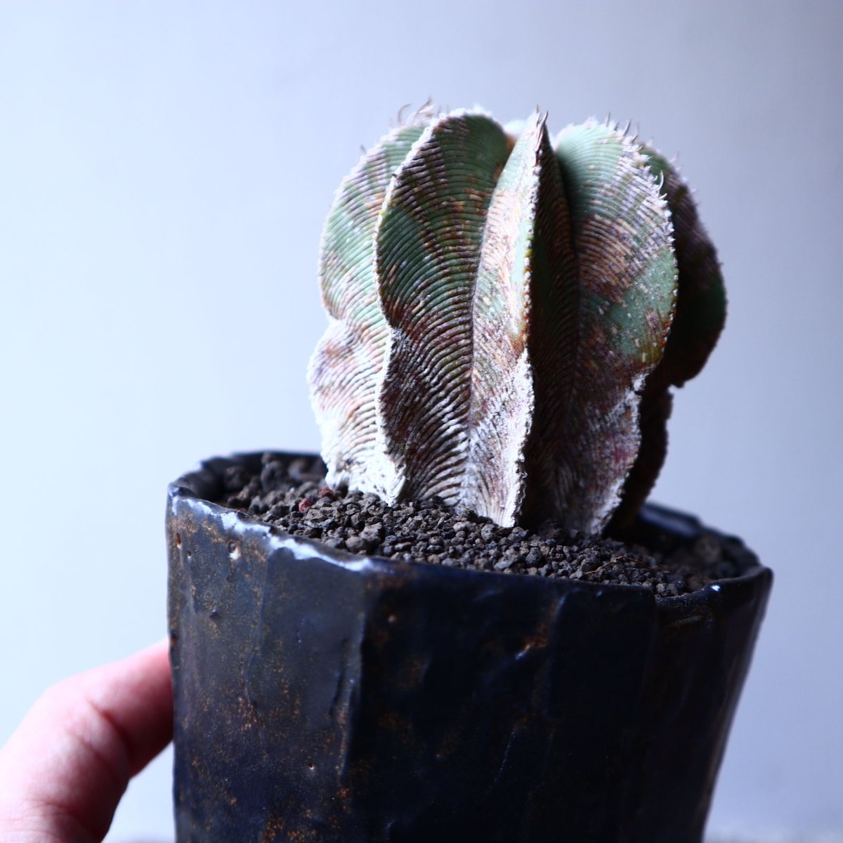 アズテキウム ヒントニー 自根 Aztekium hintonii no.22301 |
