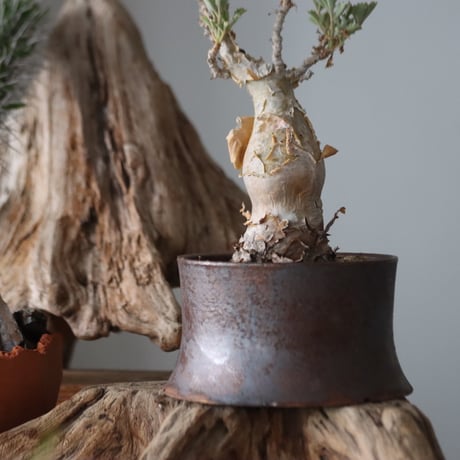 Cyphostemma betiforme × Masato Akutsu / humanity pot   no.63051