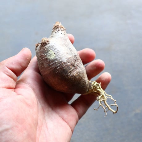 パキポディウム グラキリス 抜苗  Pachypodium rosulatum var. gracilius no.92907