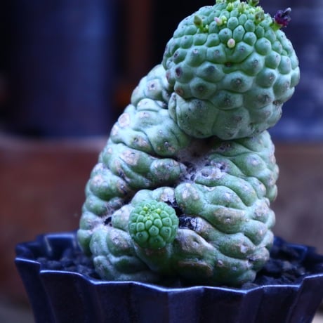 ラリレアキア カクティフォルメ  仏頭玉／Larryleachia cactiformis　no.62018