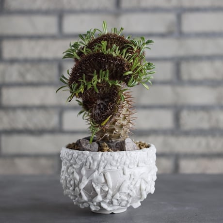 Pachypodium gracilius 綴化 × Yuya Morikawa (3.5号)  no.706-38