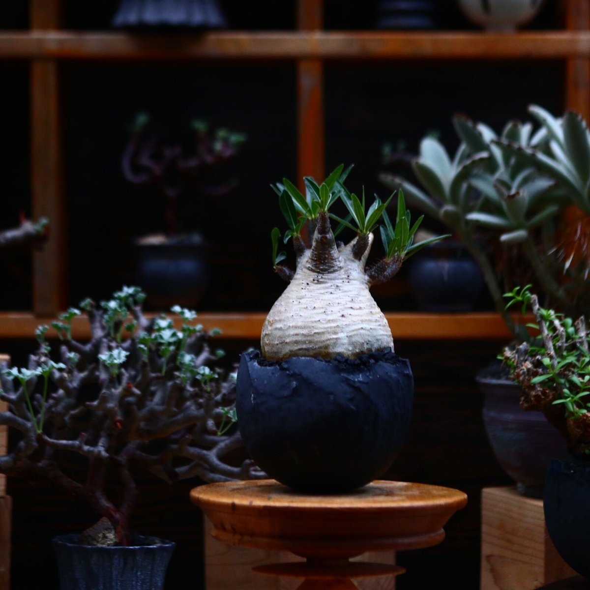 パキポディウム グラキリス Pachypodium gracilius ④ パキポディウム グラキリス／Pachypodium gracilius no.