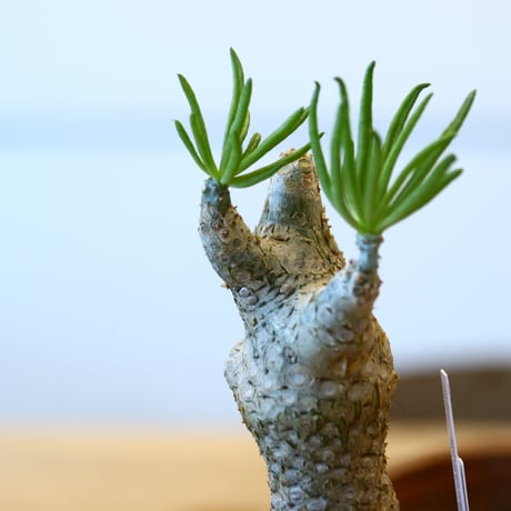 Tylecodon rubrovenosus × 安西桂﻿﻿    no.111235