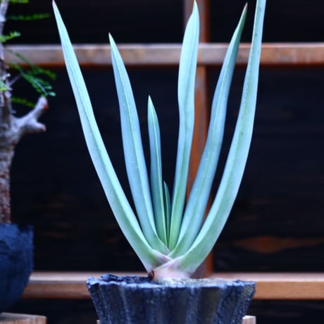 アロエ  プリカティリス     Aloe plicatilis    no.122693