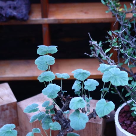 ぺラルゴ二ウム   エキナツム／Pelargonium  lechinatum   no.112152