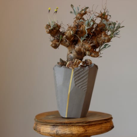 CATEGORY 2026/1/18 20:00~ | 芽の巣山