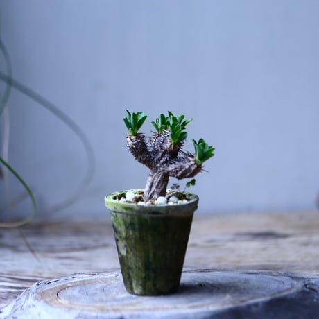 ユーフォルビア   ギラウミニアナ    Euphorbia guillauminiana  no.101828