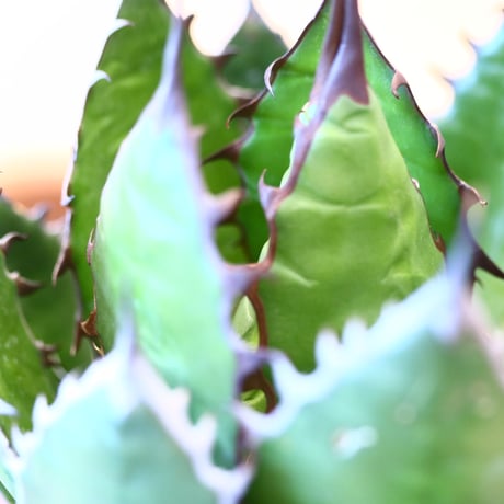 Agave horrida × たけろうポット   no.111264