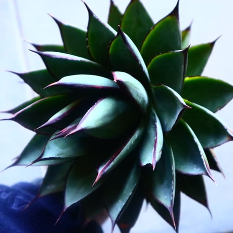 アガベ　ブルーグロー Agave 'Blue Glow'   no.20907