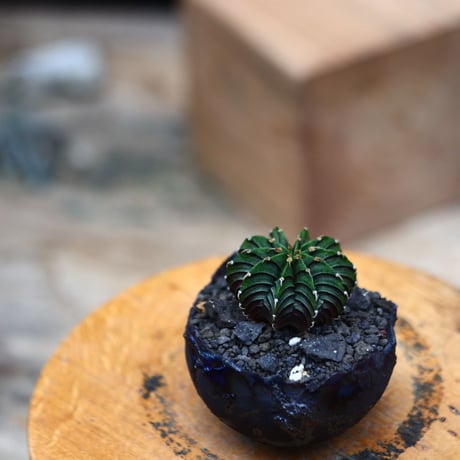 ギムノカリキウム   フィードリッフィーLB2178／Gymnocalycium friedrichii    no.91941