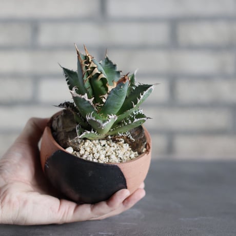 Agave titanota"Red Catweezle” × N/OH (3.5号)  no.523/16