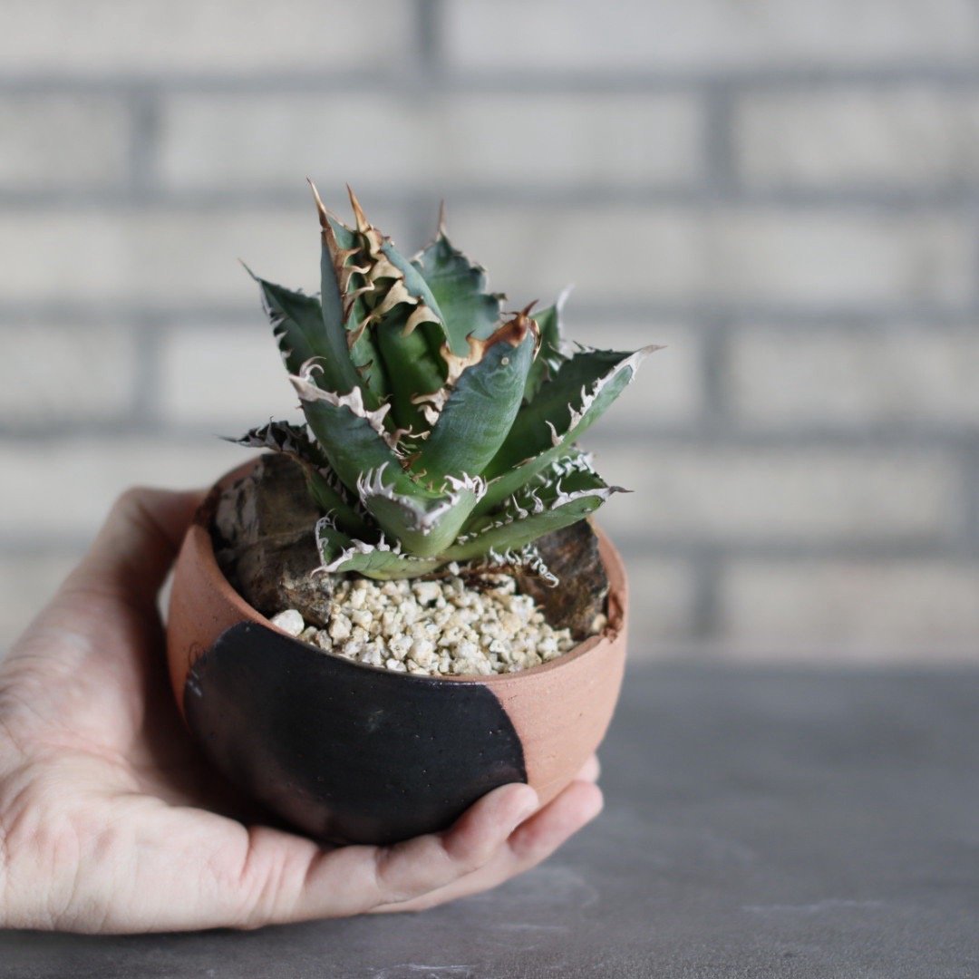 Agave titanota