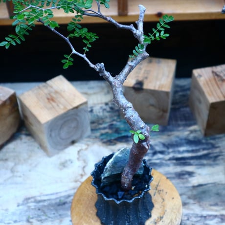 コミフォラ モンストローサ／Commiphora monstrosa   no.90518