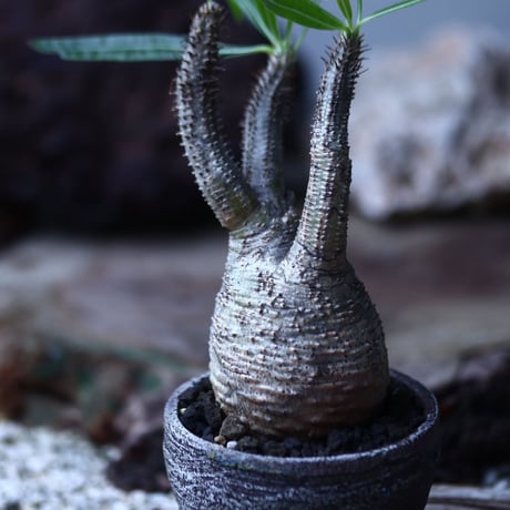 パキポディウム グラキリス  Pachypodium   gracilius  no.013