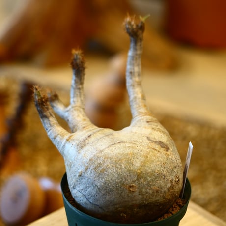'ハルコイ´セット (N/OH × Pachypodium gracilius)  no.30328