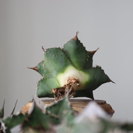 Agave titanota solareclipse / Style of Chika　no.42141