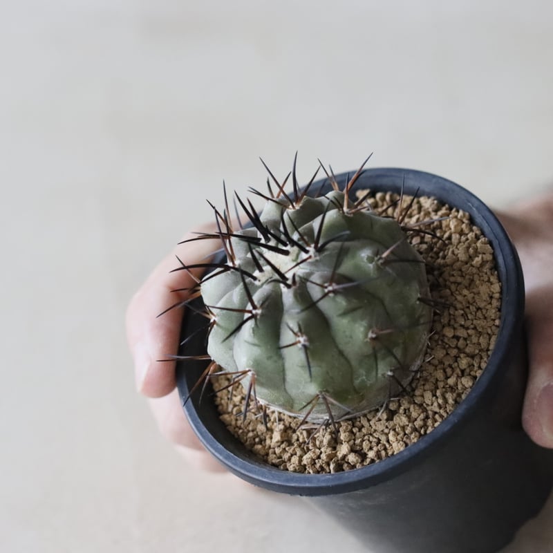 Copiapoa cinerea / 黒王丸 (3号鉢) no.913/41 | 芽の巣山