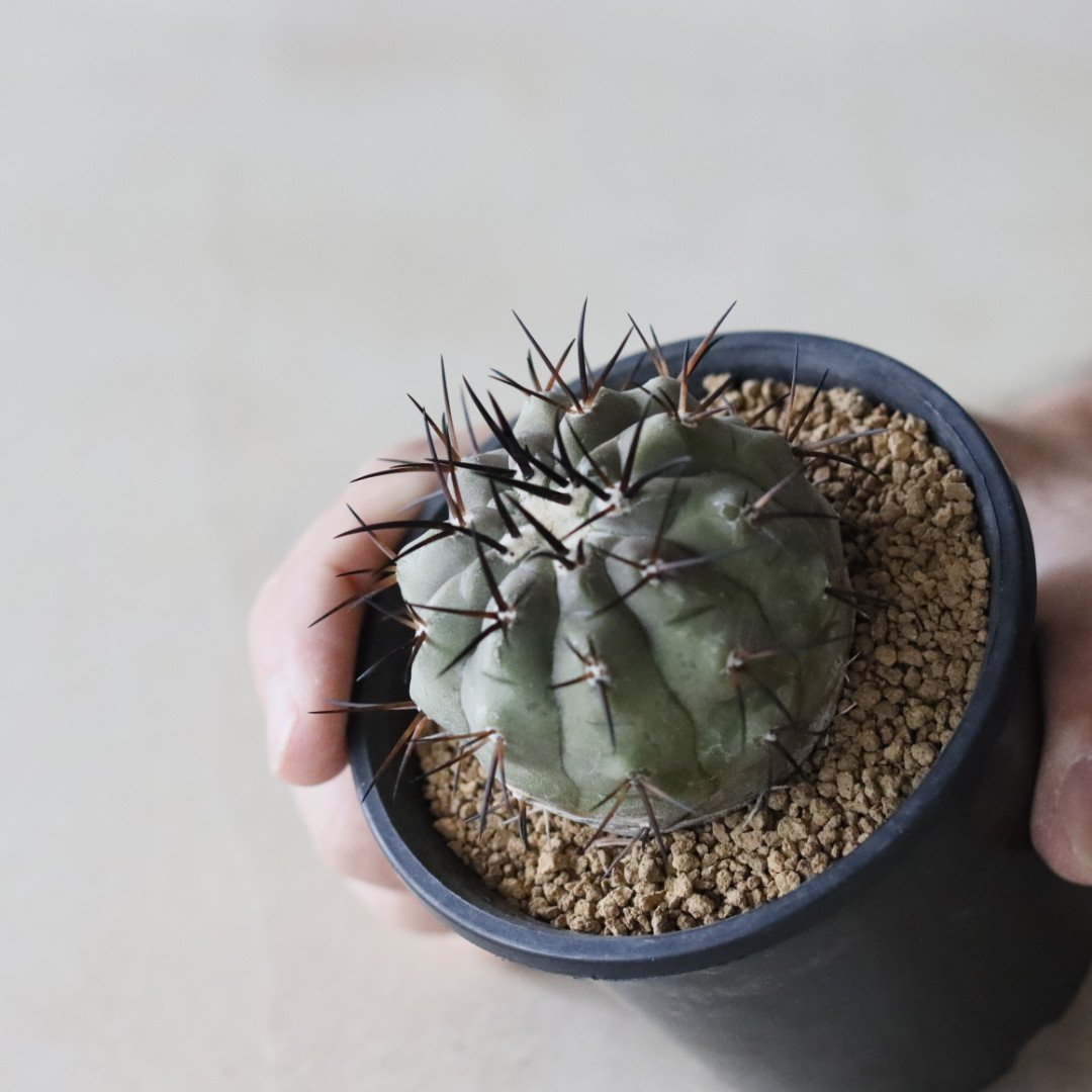 Copiapoa cinerea / 黒王丸 (3号鉢) no.913/41 | 芽の巣山