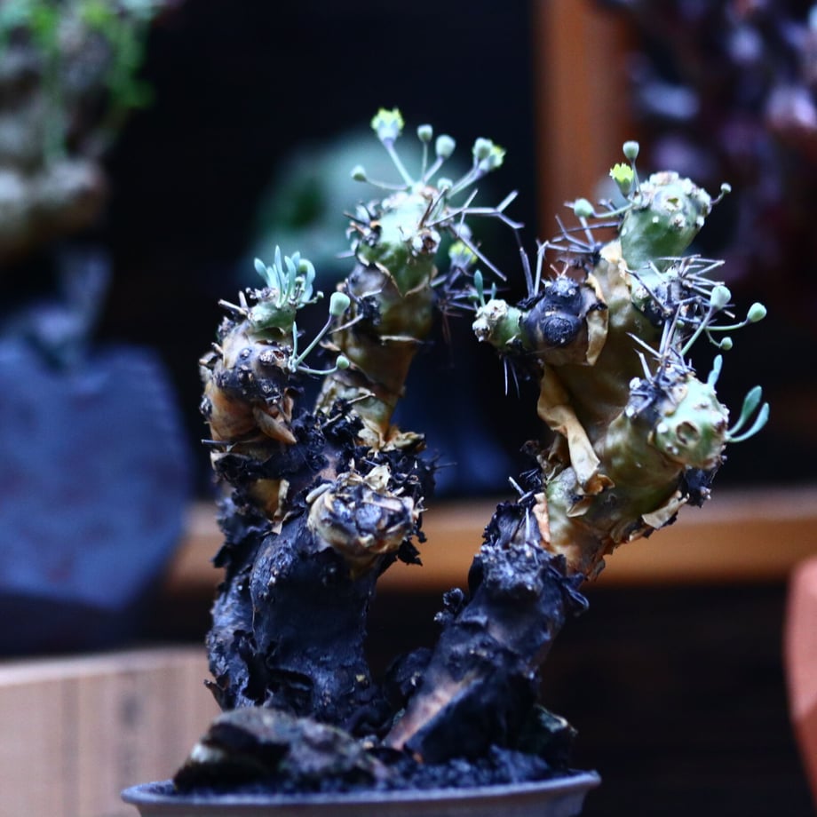 61d95df847a5344916761f6e