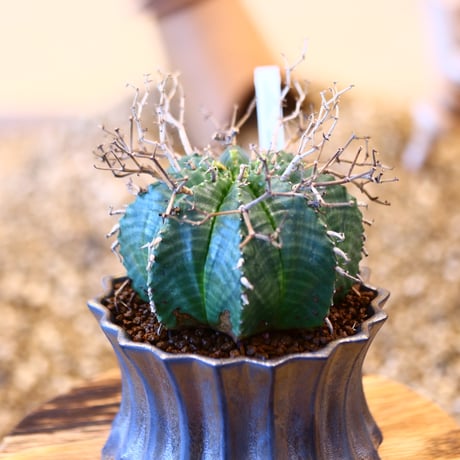 Euphorbia meloformis ♂ × soso    no.11423