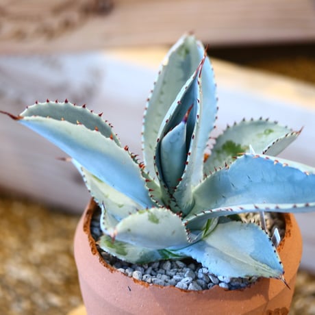 Agave Dragon Toes × N/OH　no. 107122