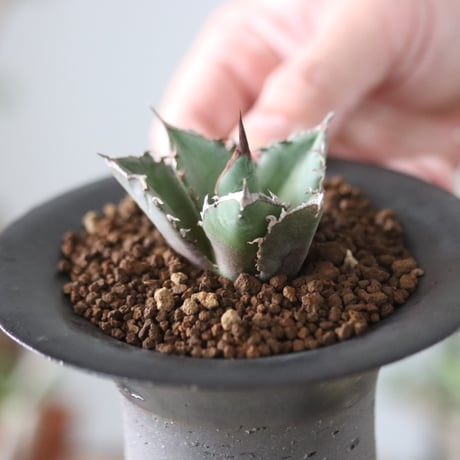 Agave titanota"FO-076"× N/OH 　no.51215