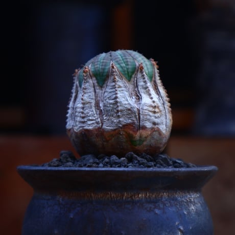 ユーフォルビア  オベサ ／Euphorbia obesa      no.62008