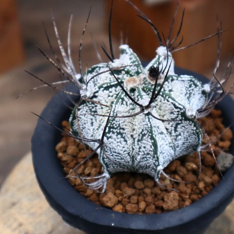 アストロフィツム 特白瑞鳳玉／Astrophytum capricorne var.niveum   no.82113