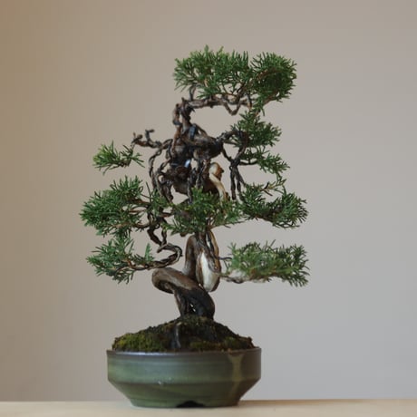 真柏 / YOSHIZAWA3-SHOHINBONSAI   no.223-41