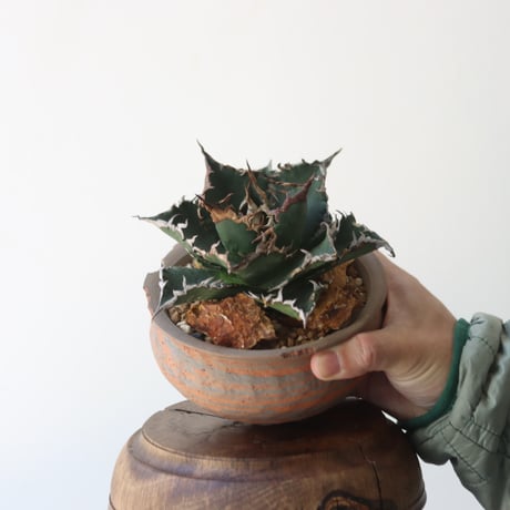 U.S. solareclipse (Agave titanota solareclipse) / Style of Chika × NOH　no.1227-56