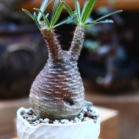 パキポディウム  グラキリス／Pachypodium  gracilius       no.92629
