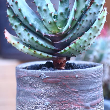 アロエ  マルロシー   Aloe marlothii    no.32129