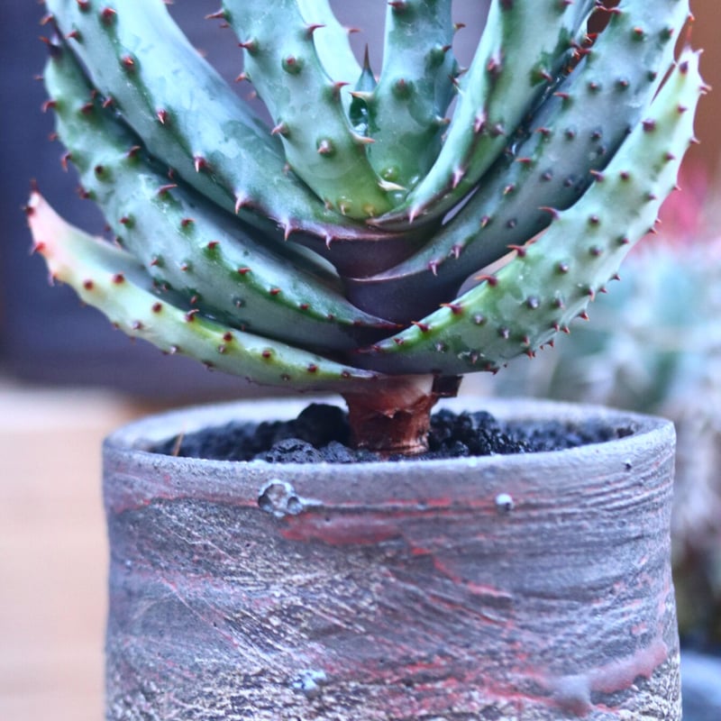 アロエ マルロシー Aloe marlothii no.32129 | 芽の巣山