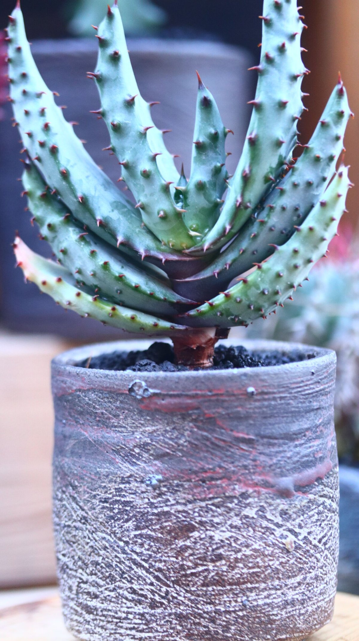 アロエ・マルロシー・大 アロエ マルロシー 鬼切丸 「Aloe marlothii 」AL6-2 | EM Plant