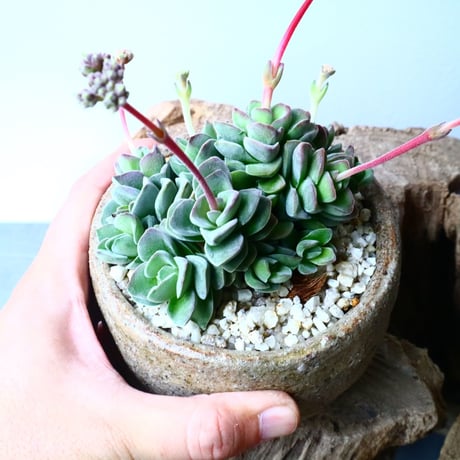 クラッスラ   コラリータ   Crassula Coralita   No.054