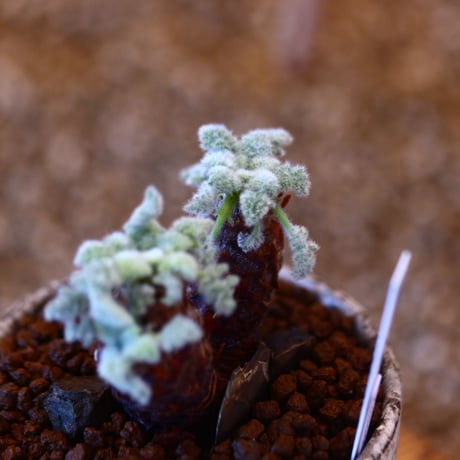 YAMABACHI ver. takero pot × Pelargonium appendiculatum     no.102231