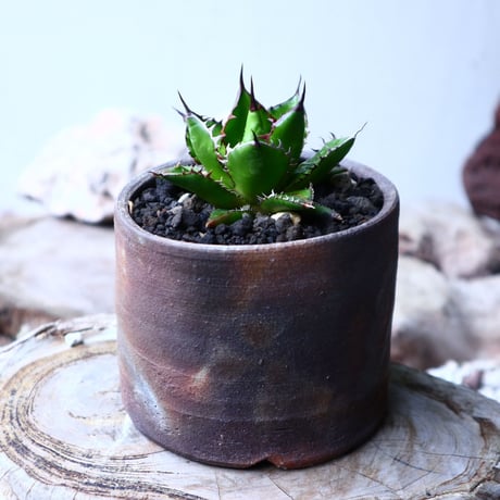 アガベ ホリダ   Agave horrida   no.102724