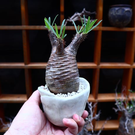 パキポディウム  グラキリス／Pachypodium  gracilius       no.51609
