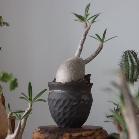Pachypodium gracilius × N/OH    no.51223