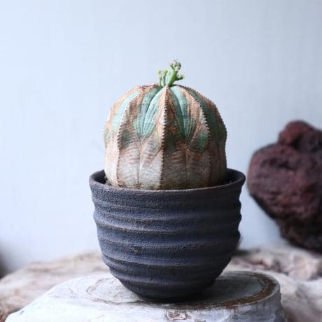 ユーフォルビア  オベサ ♀　Euphorbia obesa　no.90811