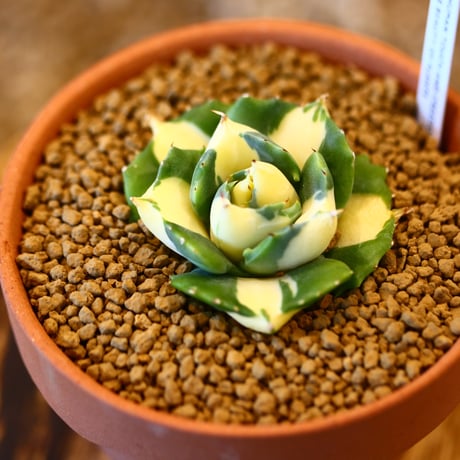 Agave potatorum × YAMABACHI    no.123159