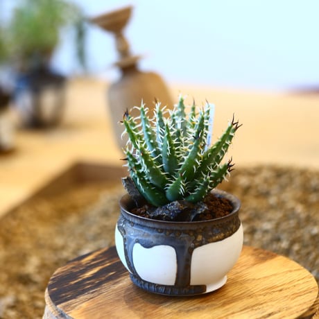 たけろうポット × Aloe melanacantha ssp. var. erinacea   no.102212
