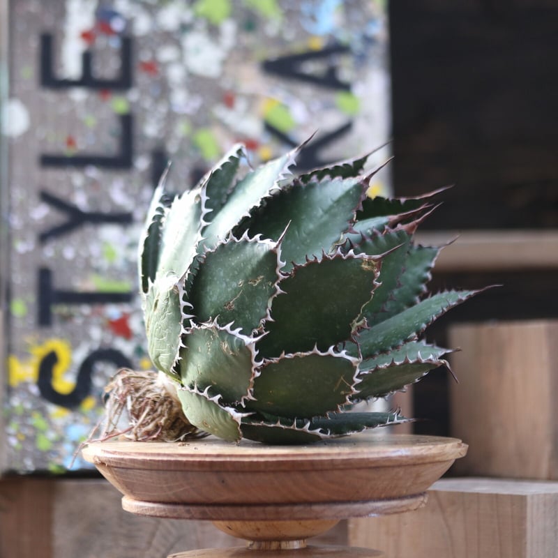 アガベ ホリダ／Agave horrida no.10346 | 芽の巣山