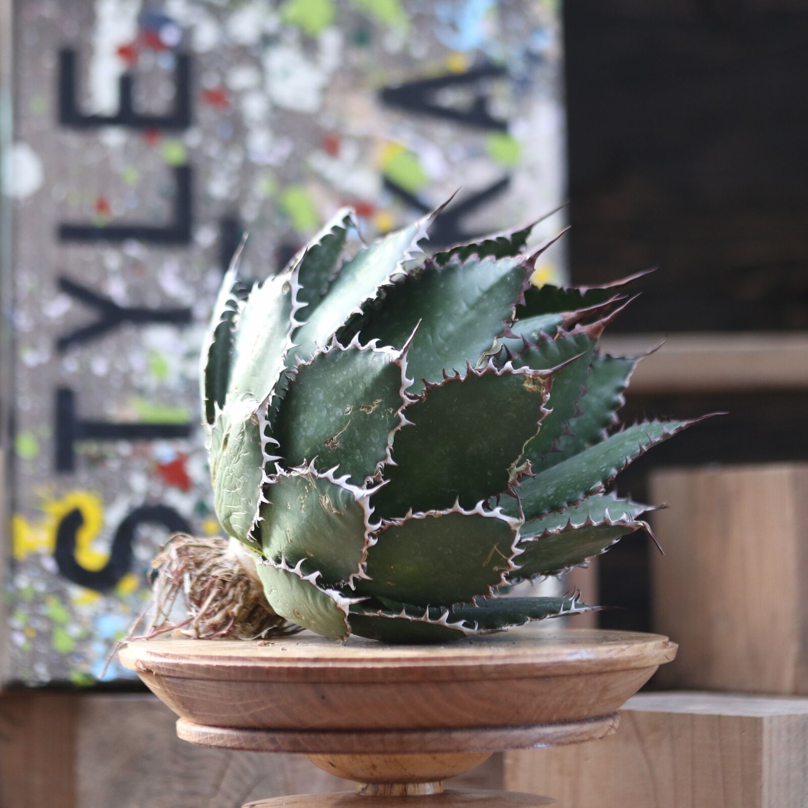 アガベ ホリダ Agave horrida original