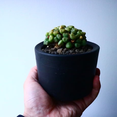 アロイノプシス  スクーネーシー   Aloinopsis schooneesii   No.007